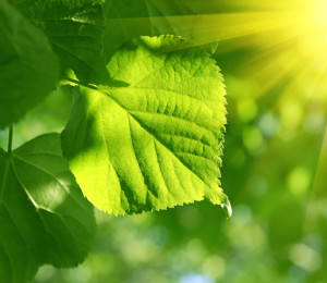 Leaf Concept for Artificial Photosynthesis