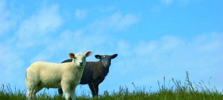 The advantages of sheep wool insulation