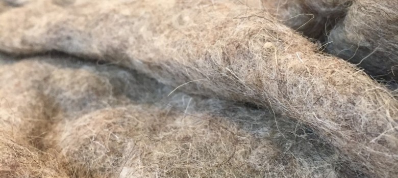 Using sheep wool to insulate my loft