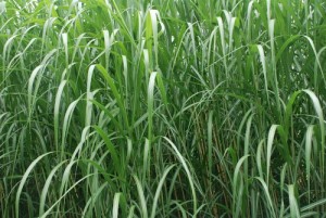 Elephant grass - biomass