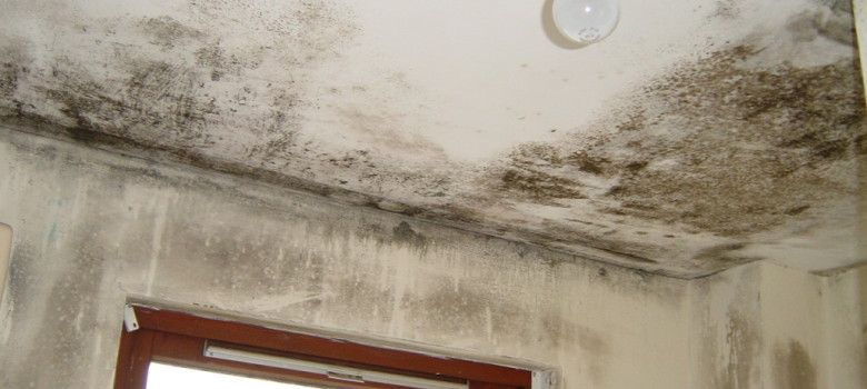 How to identify and treat damp