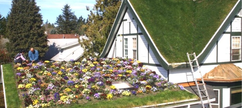 Should I get a green roof?