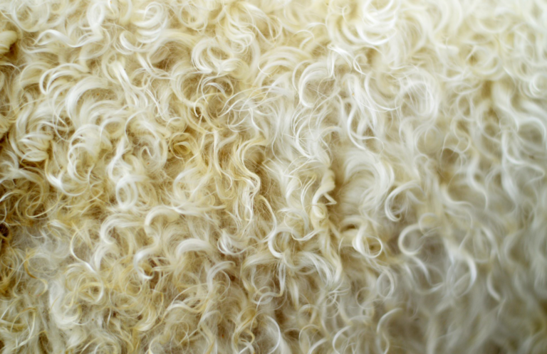 sheep wool insulation picture