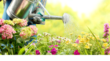How to Save Water for your Garden in the Summer