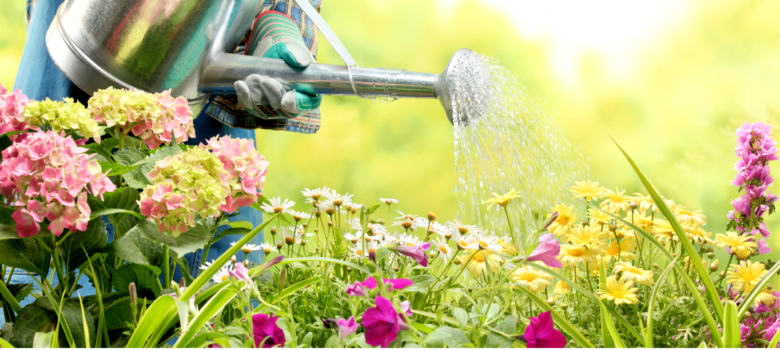 How to Save Water for your Garden in the Summer