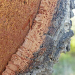 Natural building materials